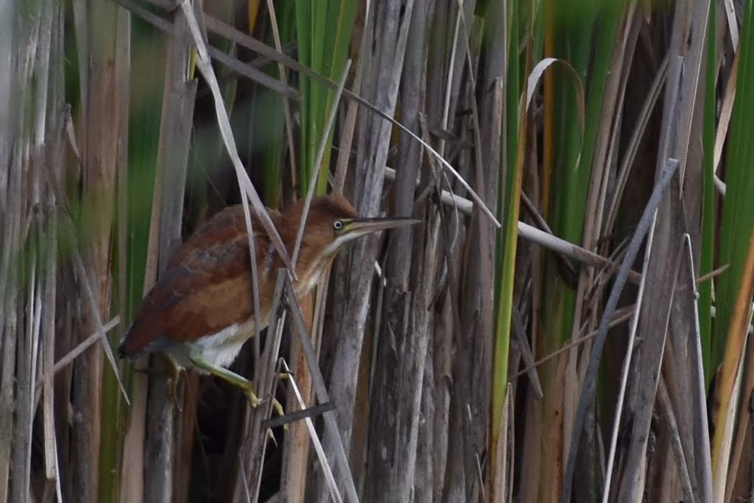 Least Bittern - ML118415861