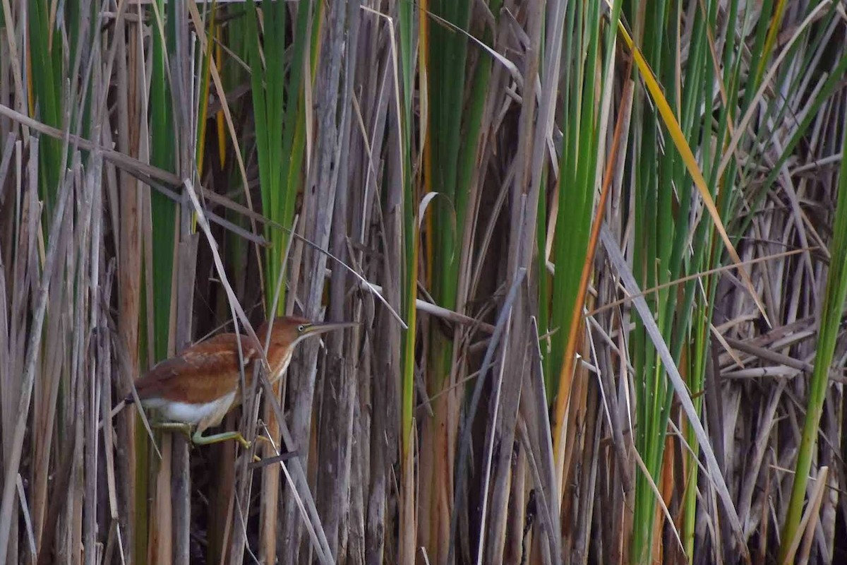 Least Bittern - ML118415871