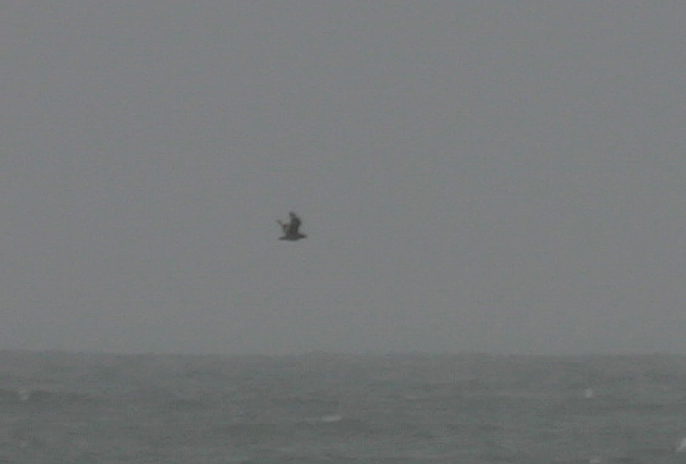 Great Skua - ML118416301