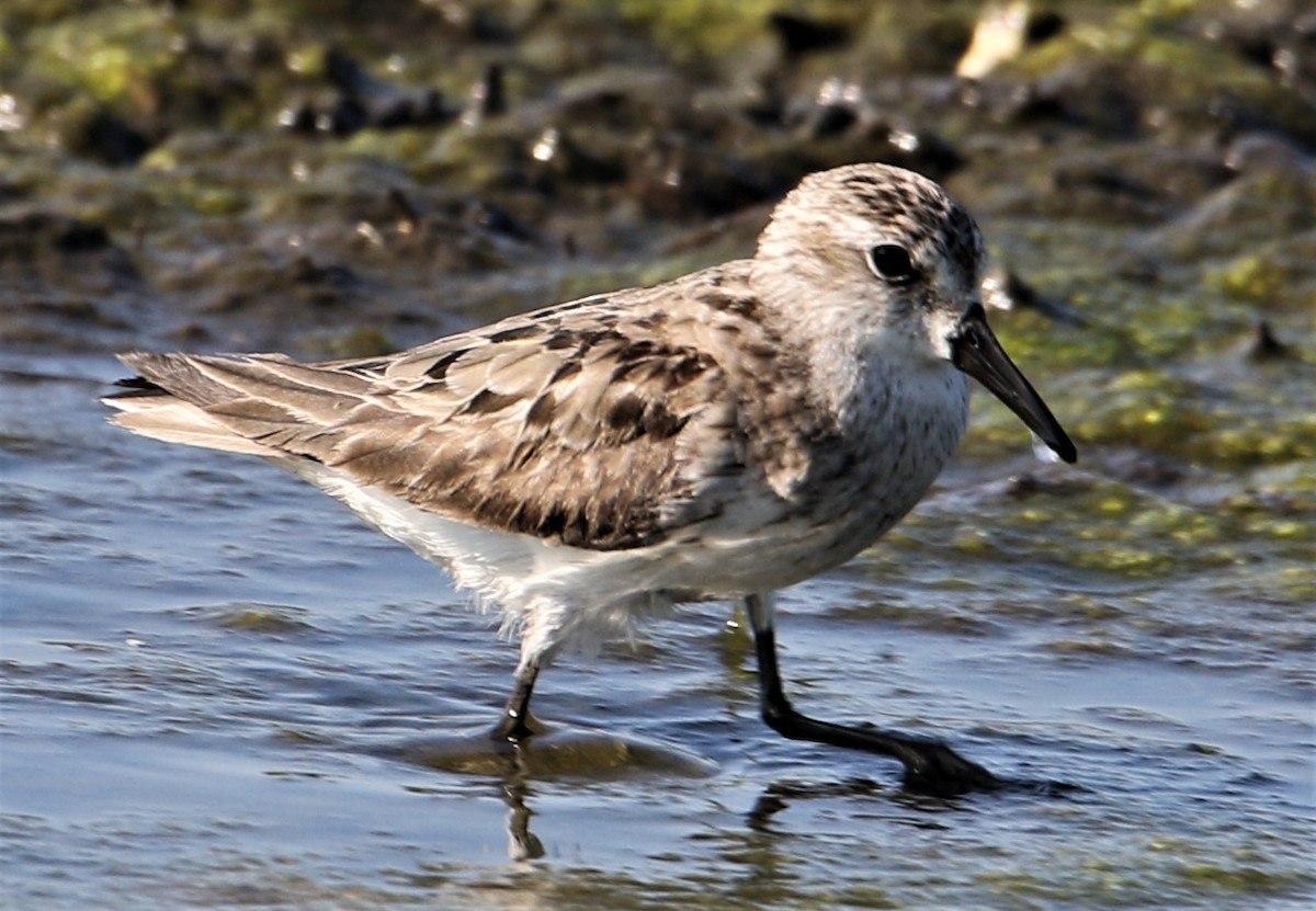 Semipalmated Sandpiper - Jim Stasz