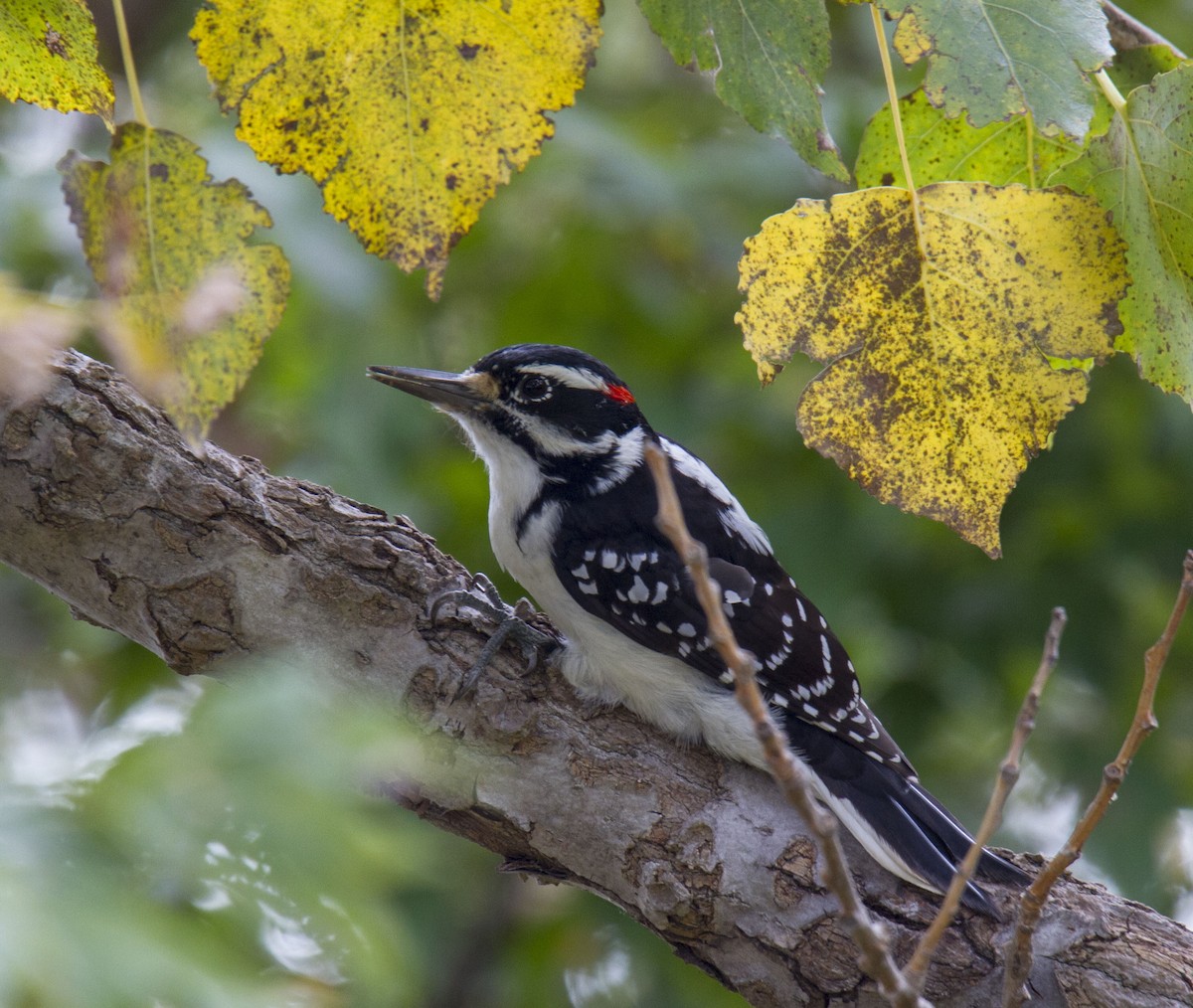 Hairy Woodpecker - ML118420141