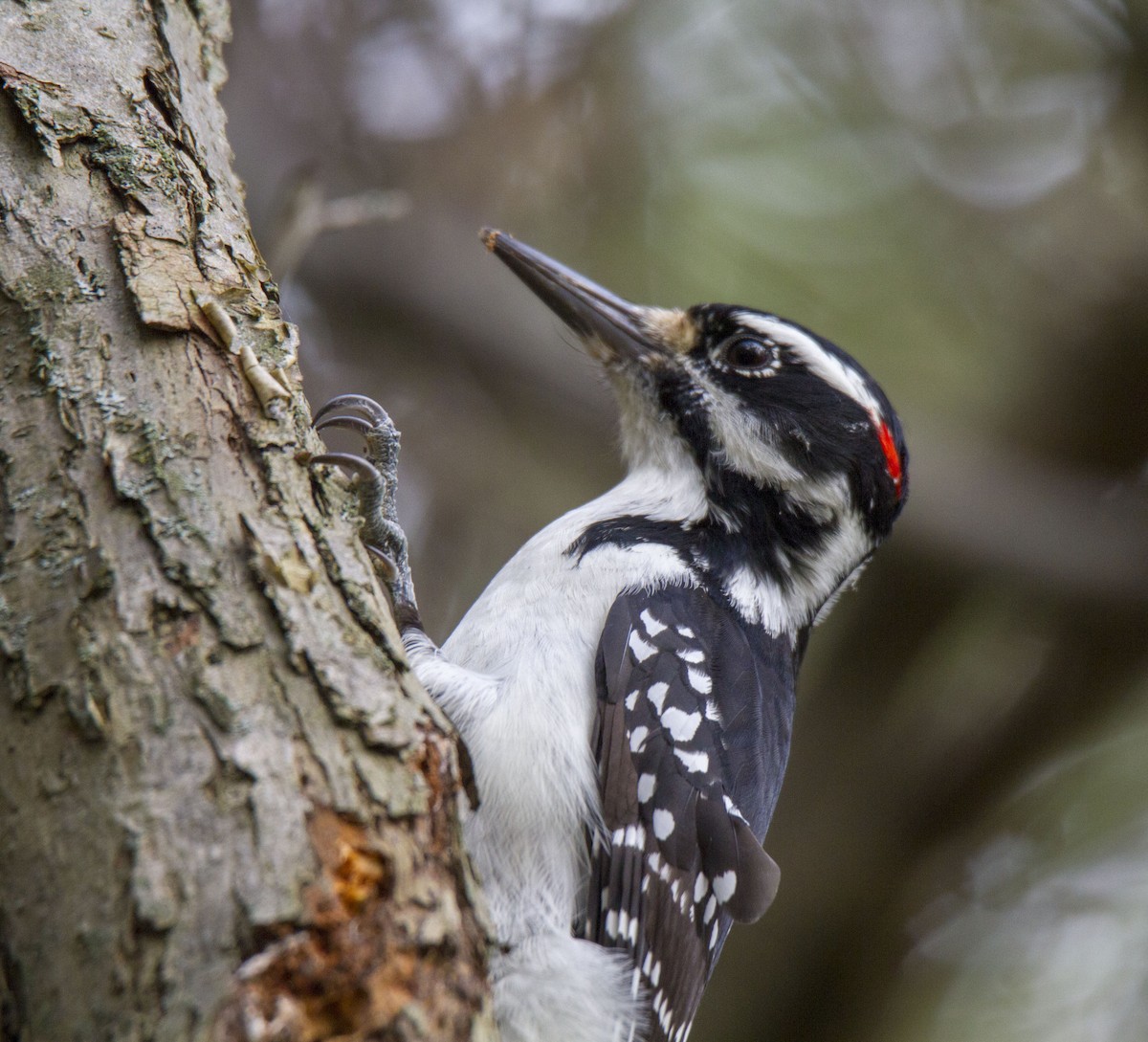 Hairy Woodpecker - ML118420151