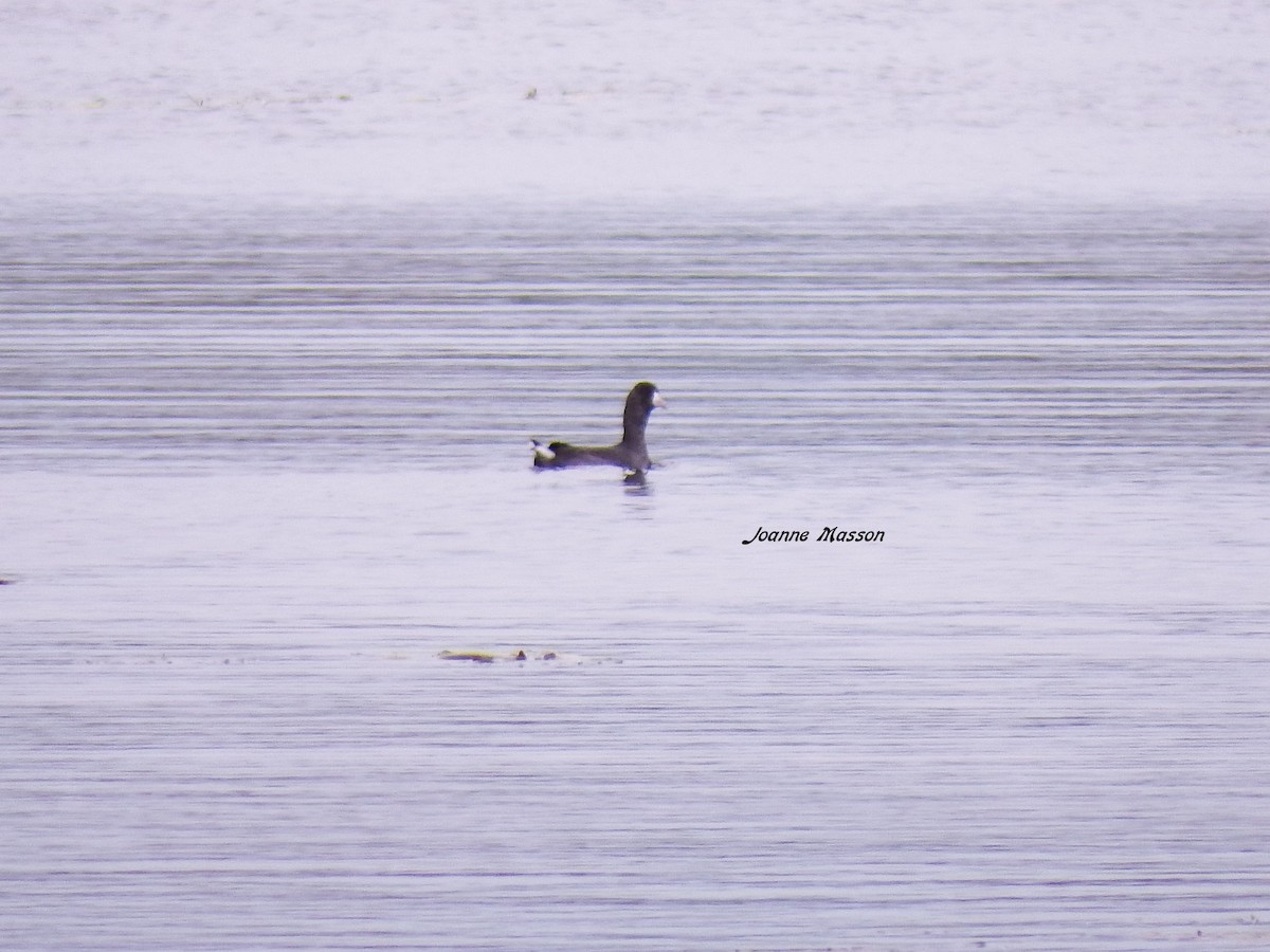 American Coot - ML118422221