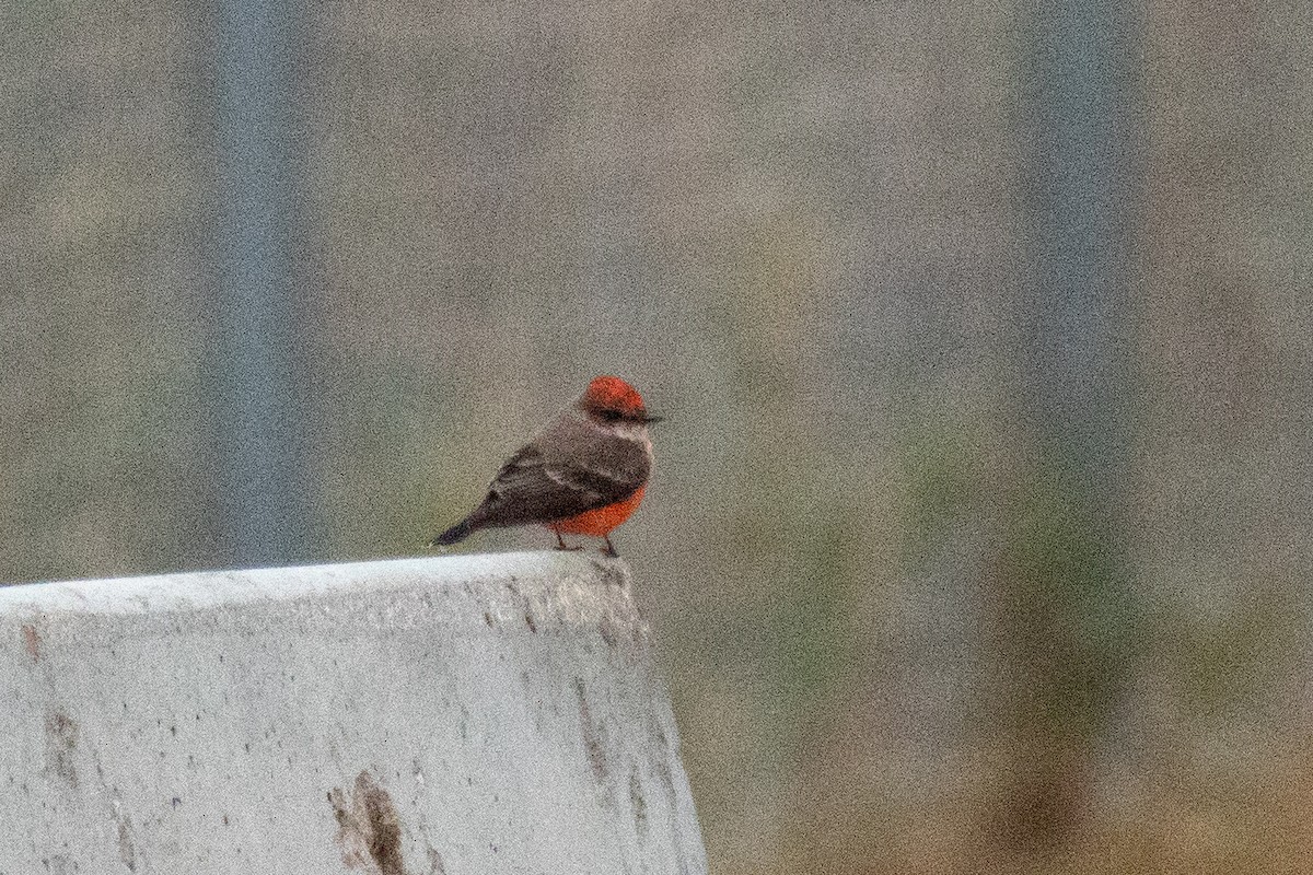Vermilion Flycatcher - ML118427741