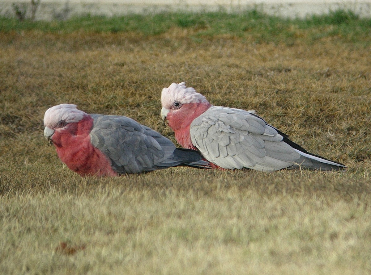 Cacatúa Galah - ML118428821