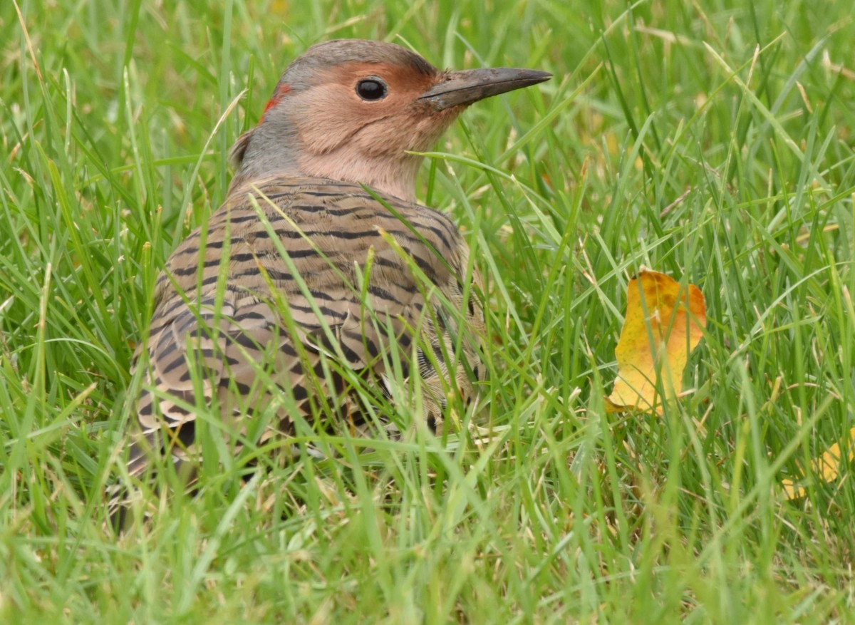 Northern Flicker (Yellow-shafted) - ML118429461