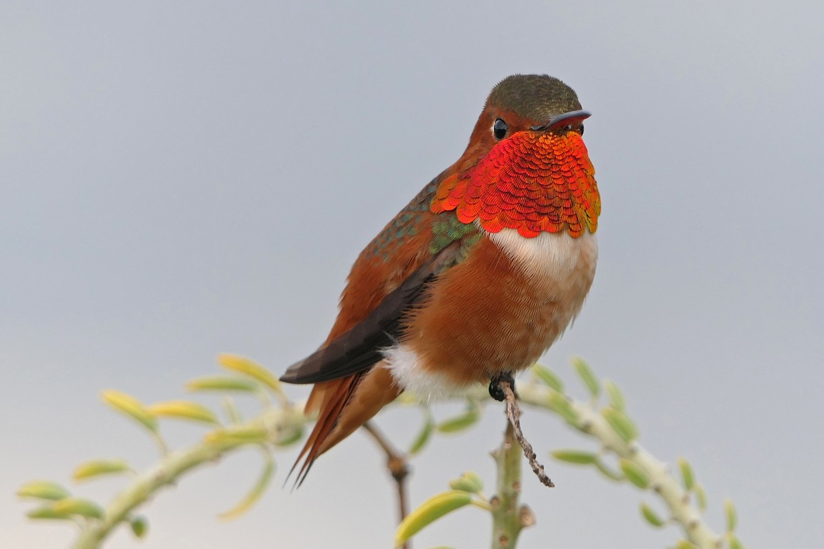 Allen's Hummingbird - ML118431271