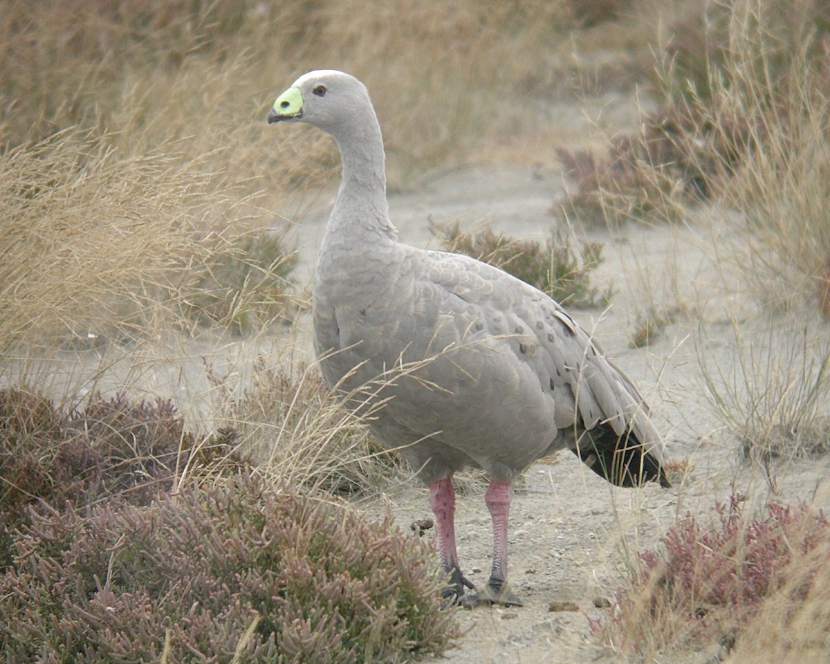 Cape Barren Goose - ML118432841