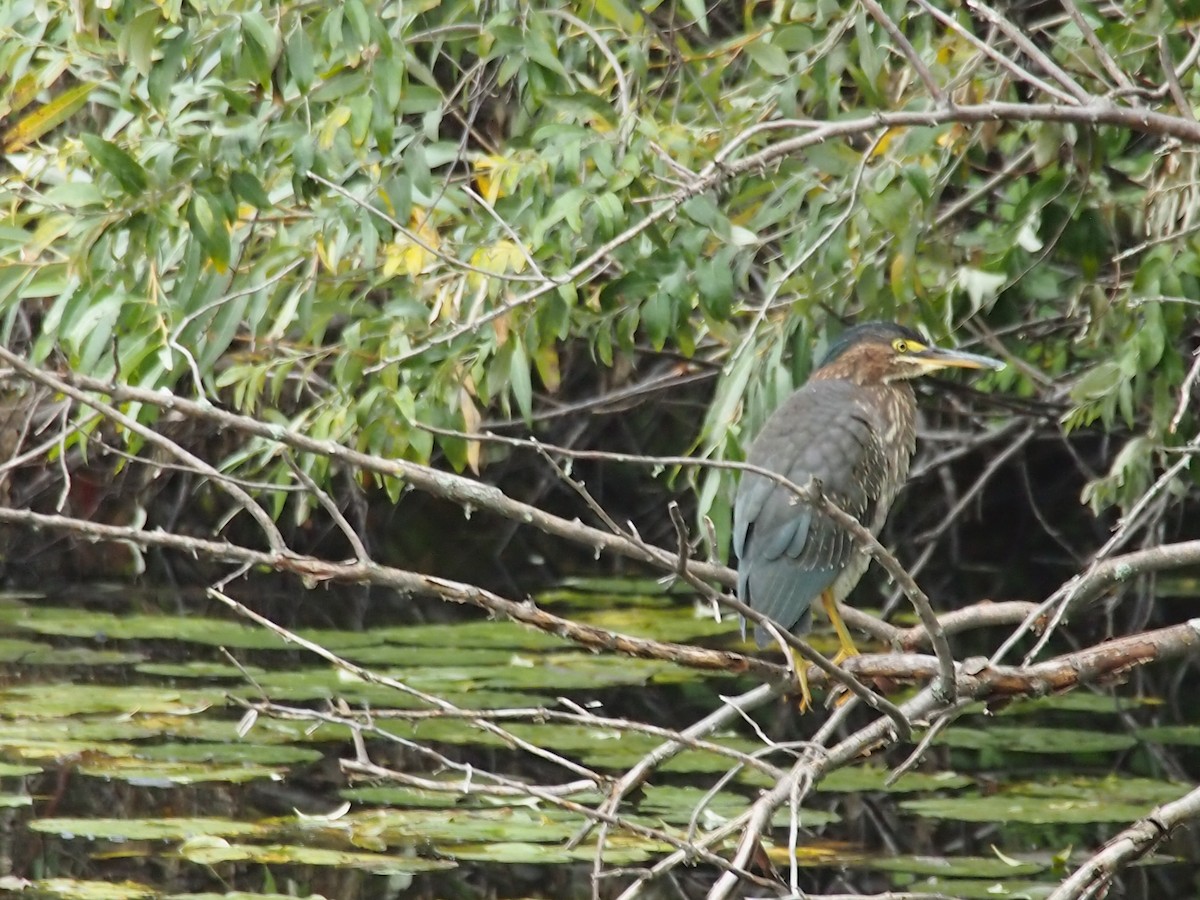 Green Heron - ML118434051