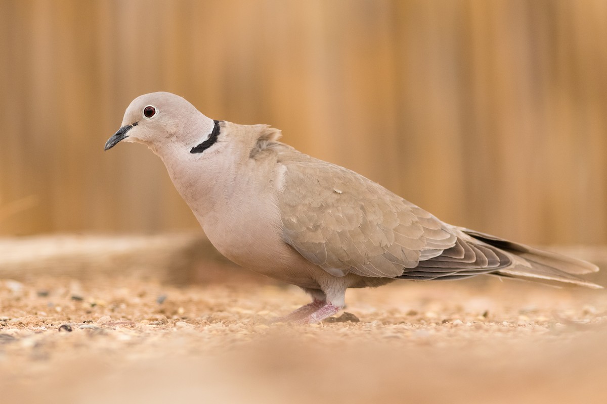 Eurasian Collared-Dove - Stefan Hirsch