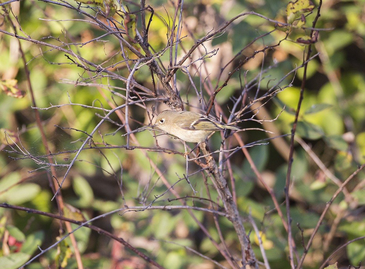 Ruby-crowned Kinglet - Stefan Minnig