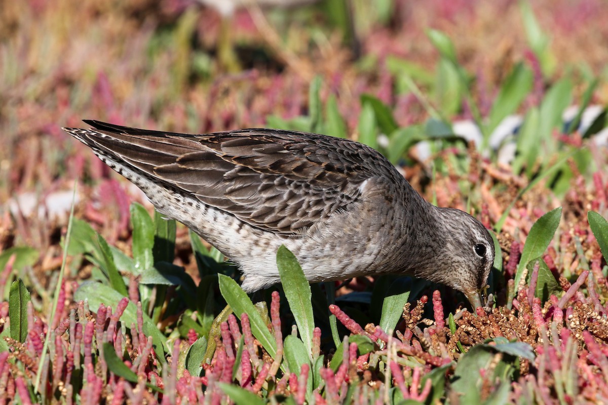 Long-billed Dowitcher - ML118435551