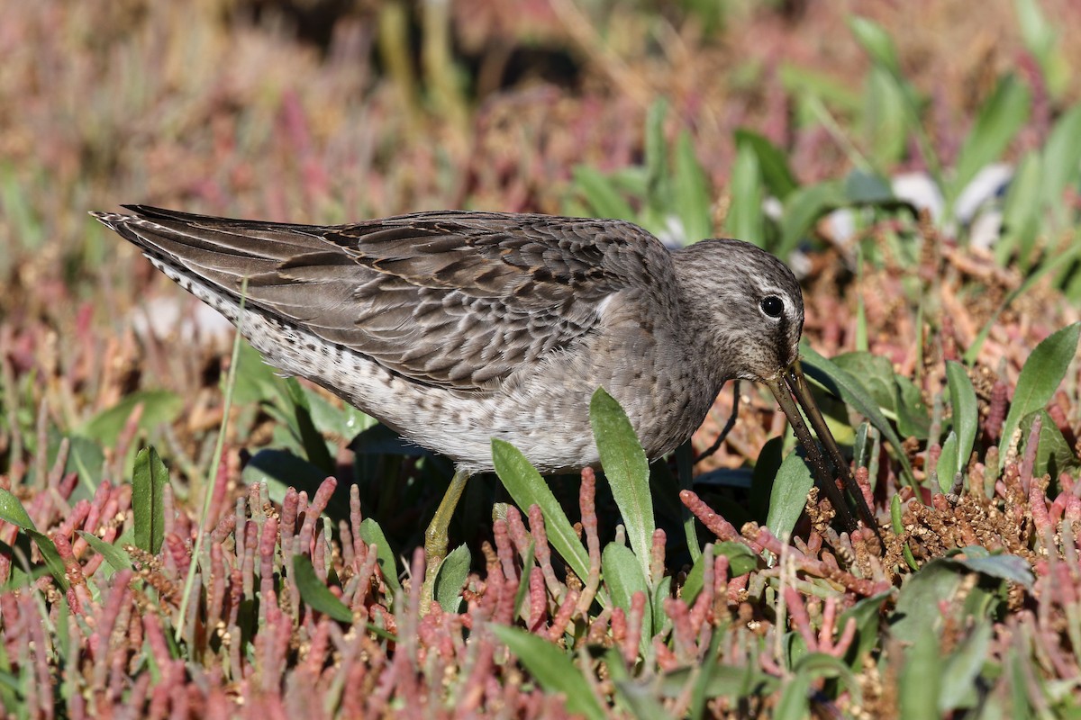 Long-billed Dowitcher - ML118435571