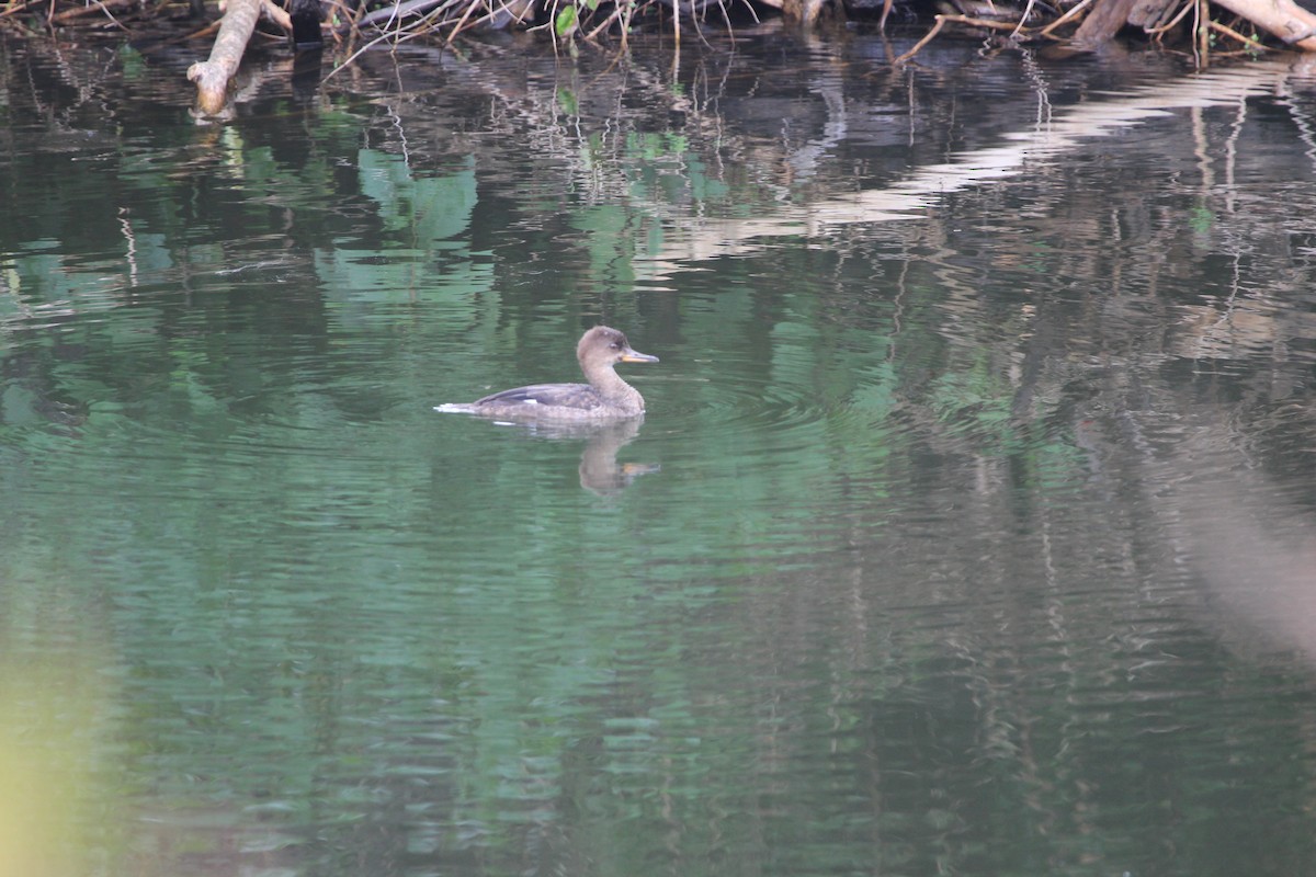 Hooded Merganser - ML118436651