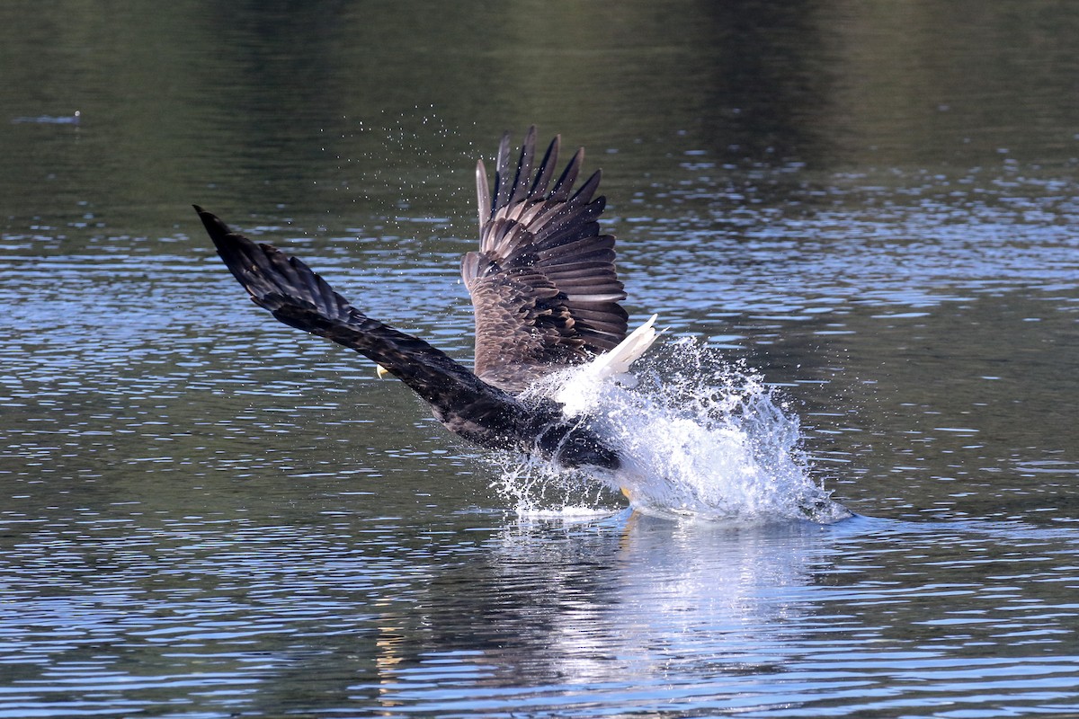 Bald Eagle - Blair Dudeck