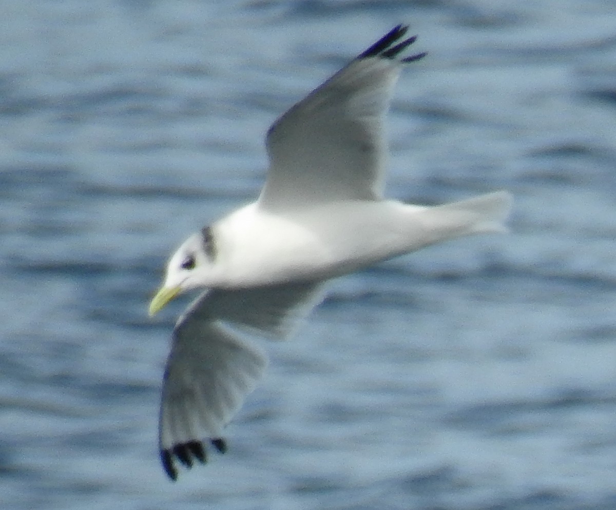 Black-legged Kittiwake - Richard Klauke