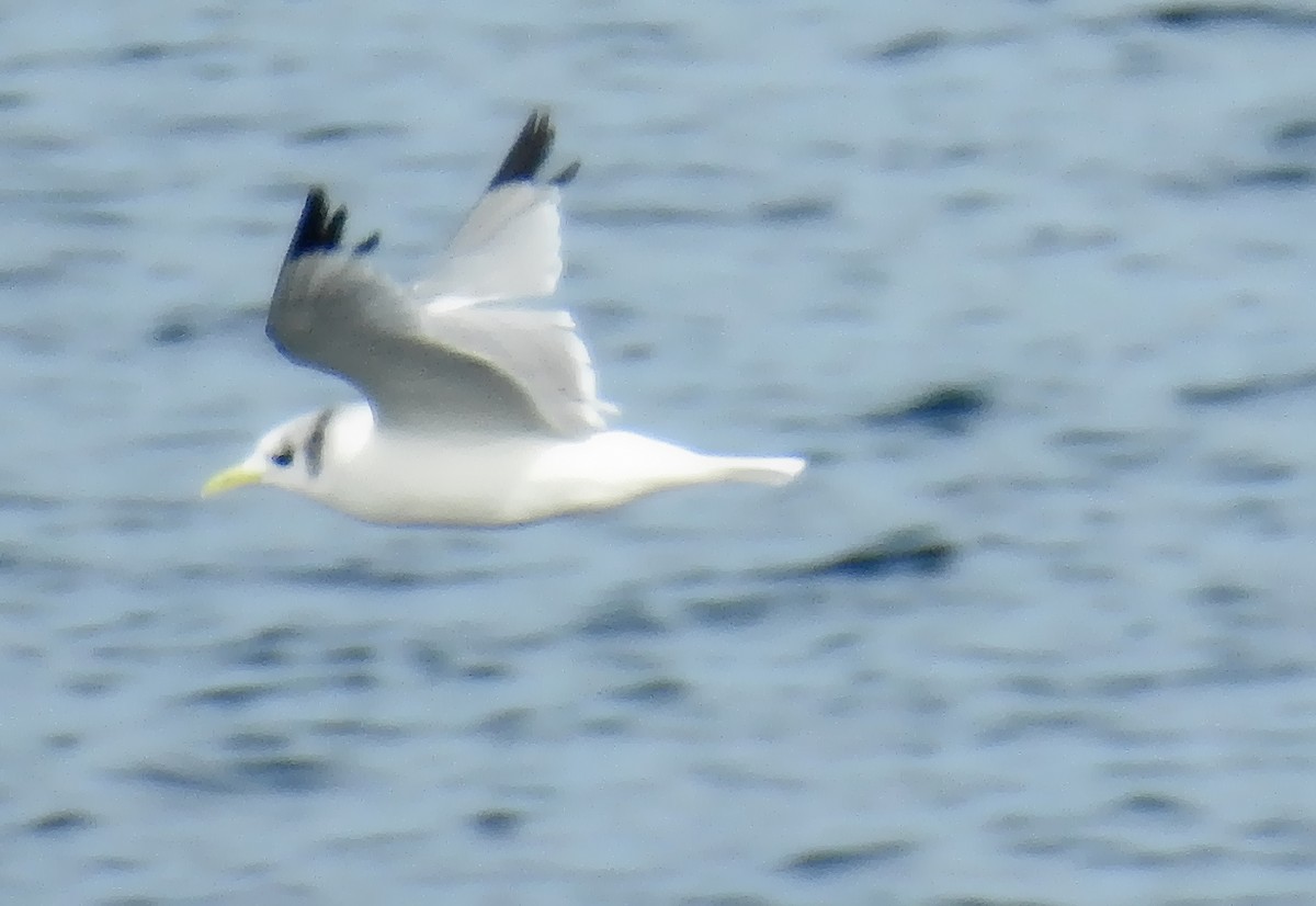 Gaviota Tridáctila - ML118438551