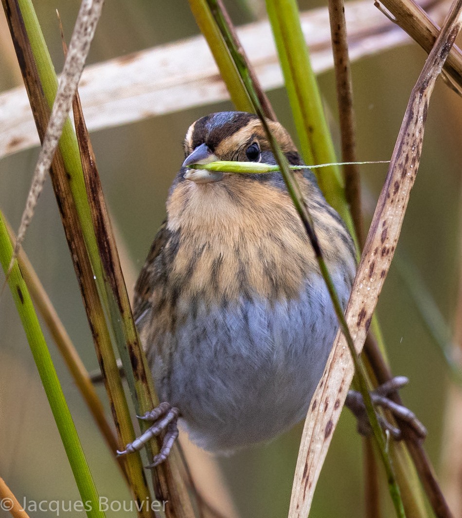 Nelson's Sparrow (Interior) - ML118438981