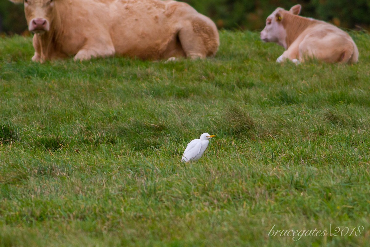 Western Cattle Egret - ML118441601