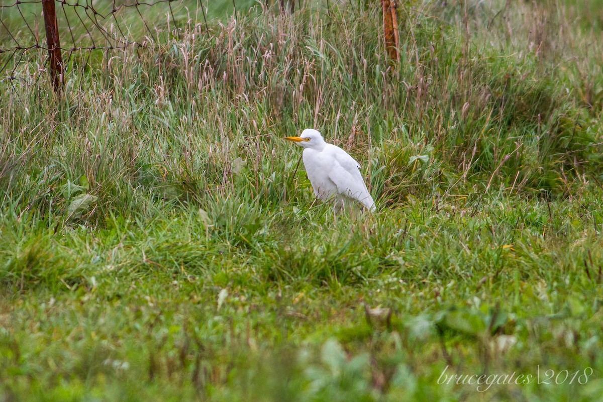 Western Cattle Egret - ML118441611