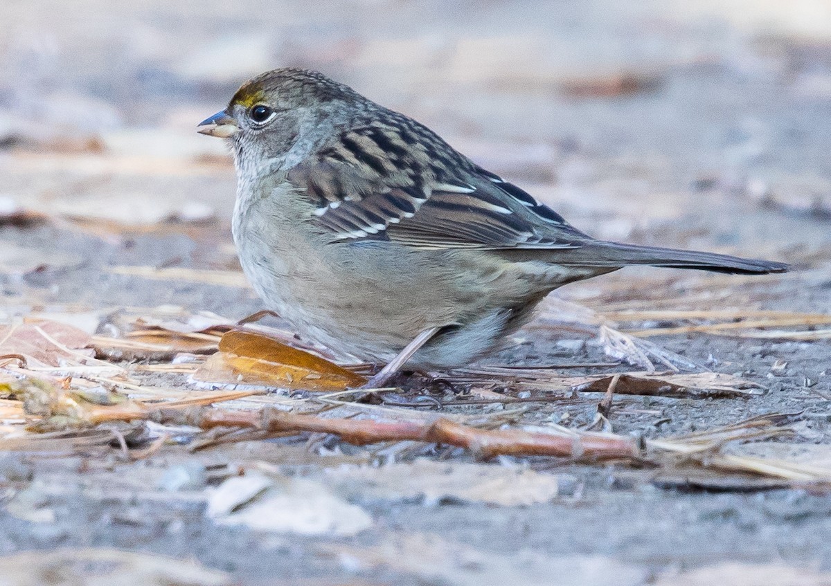 Golden-crowned Sparrow - ML118441951