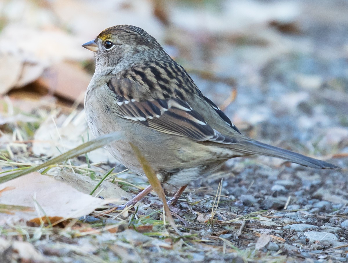 Golden-crowned Sparrow - Caroline Lambert