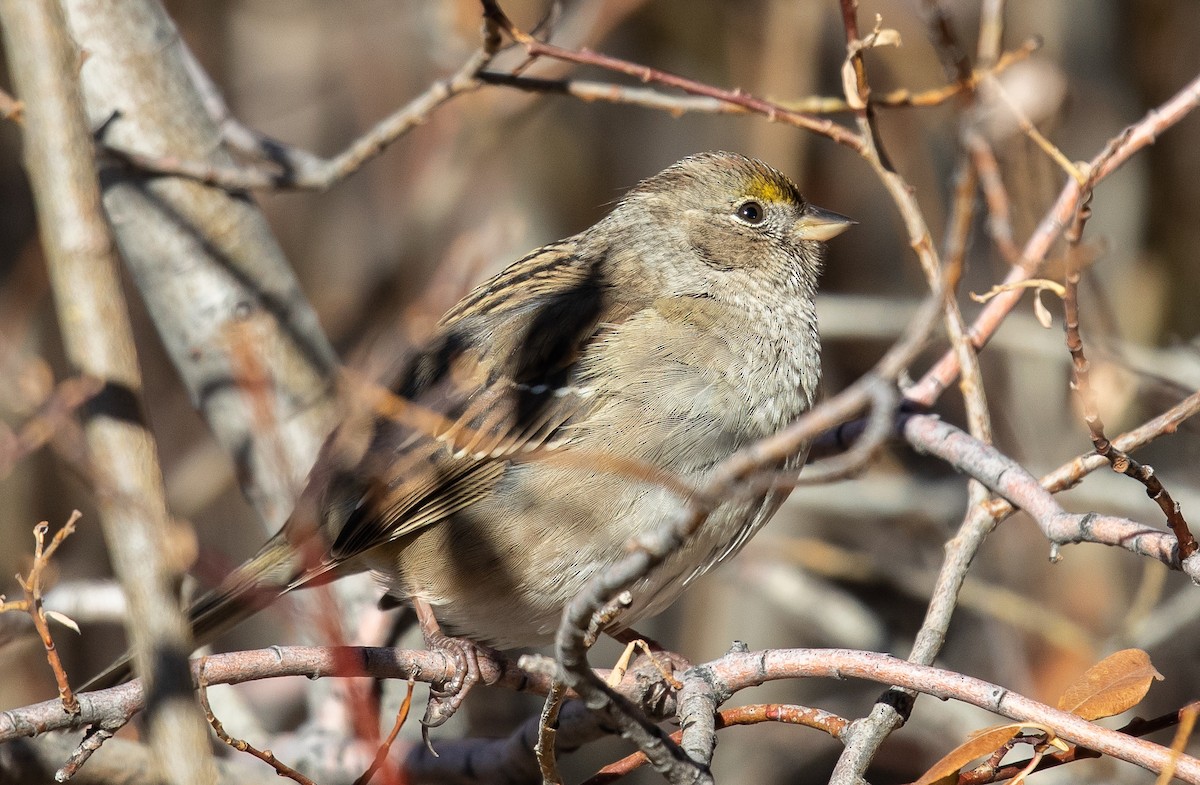 Golden-crowned Sparrow - ML118441971