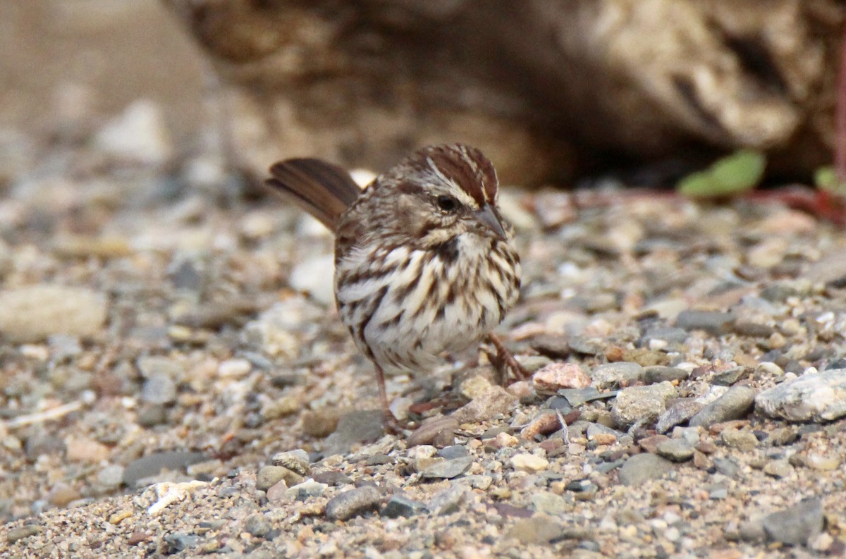 Song Sparrow - ML118443511