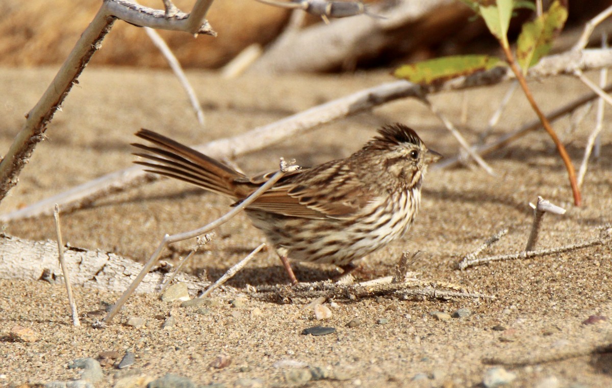 Song Sparrow - ML118443561