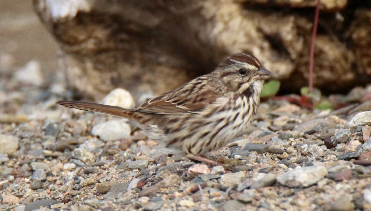 Song Sparrow - ML118443711