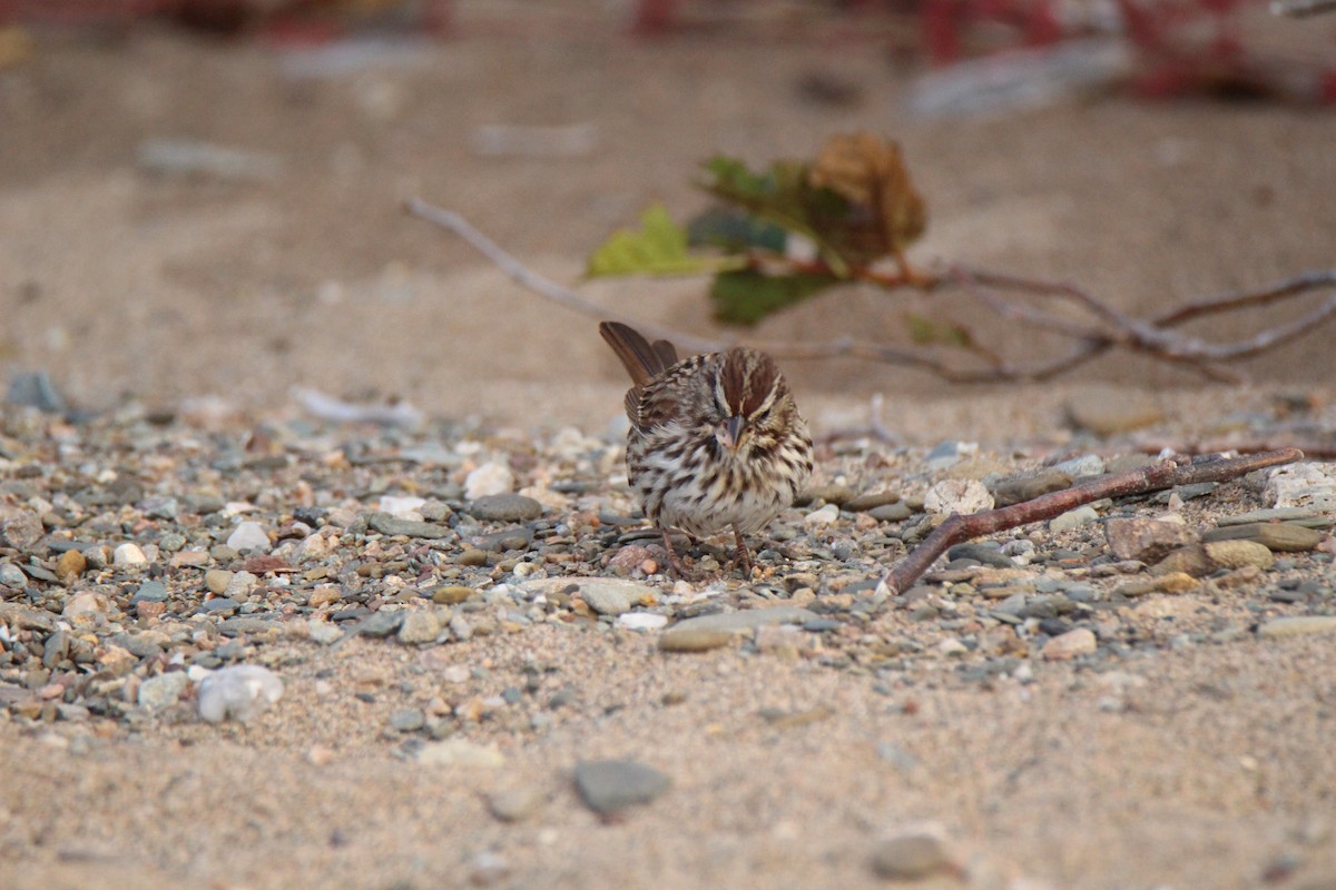 Song Sparrow - ML118444041