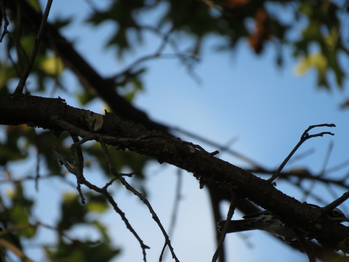 Black-and-white Warbler - ML118444721