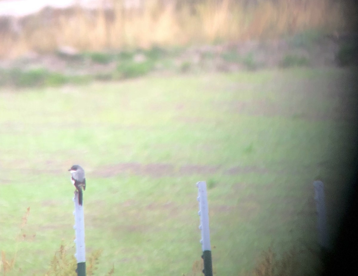 Loggerhead Shrike - ML118445121