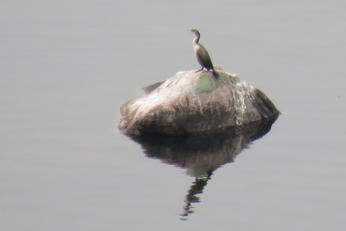 Cormorán Orejudo - ML118446031