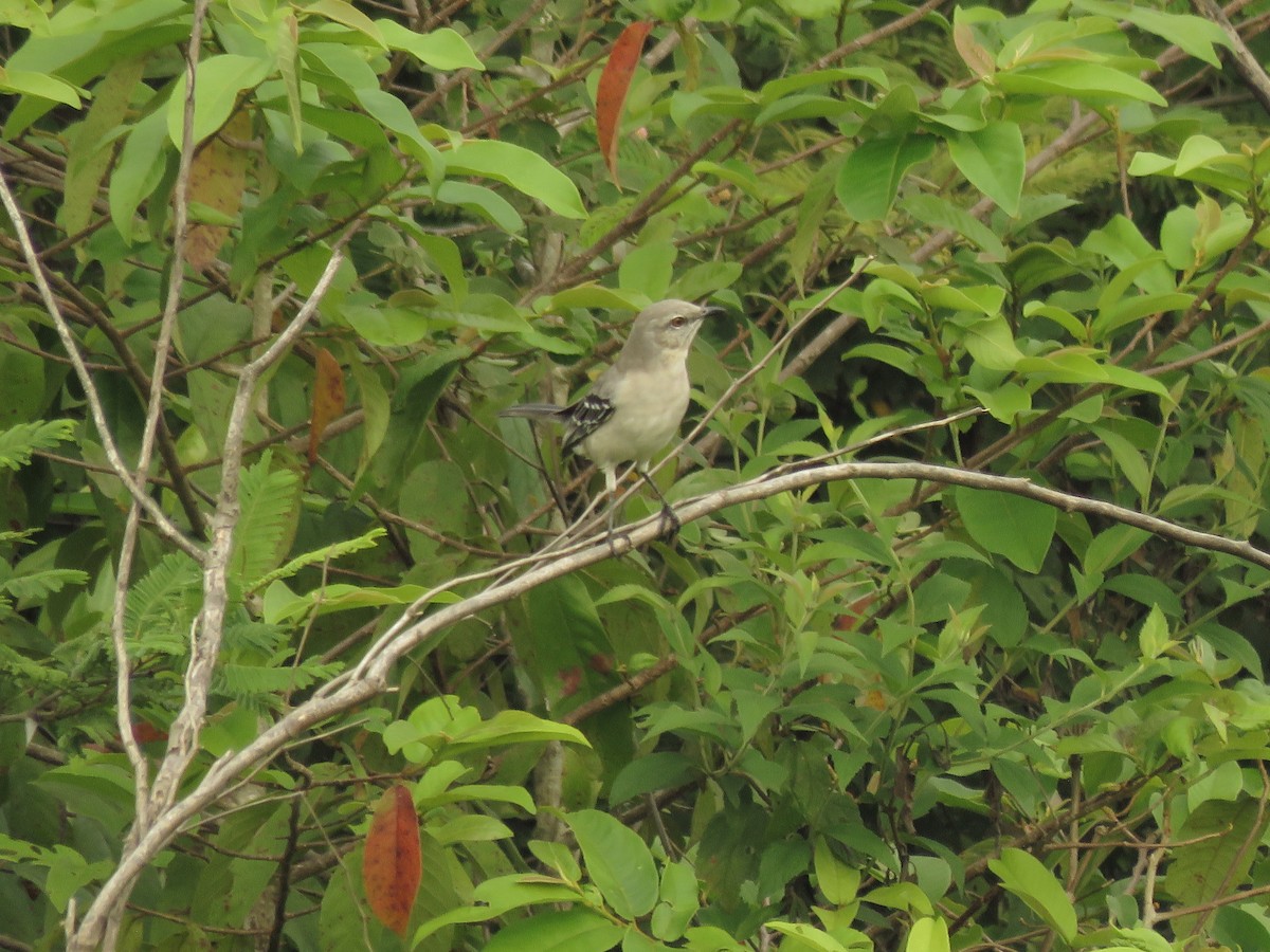 Tropical Mockingbird - ML118447701