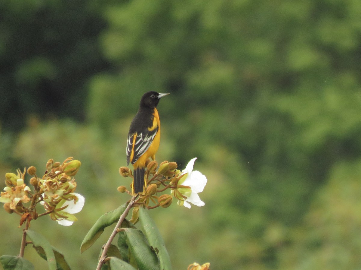 Baltimore Oriole - ML118447761