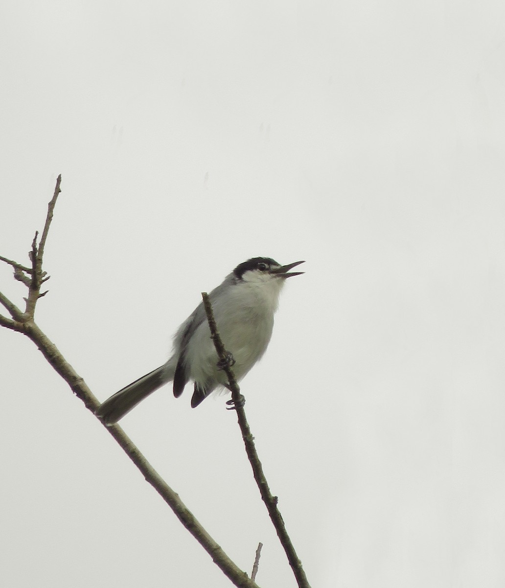 White-lored Gnatcatcher - ML118448201