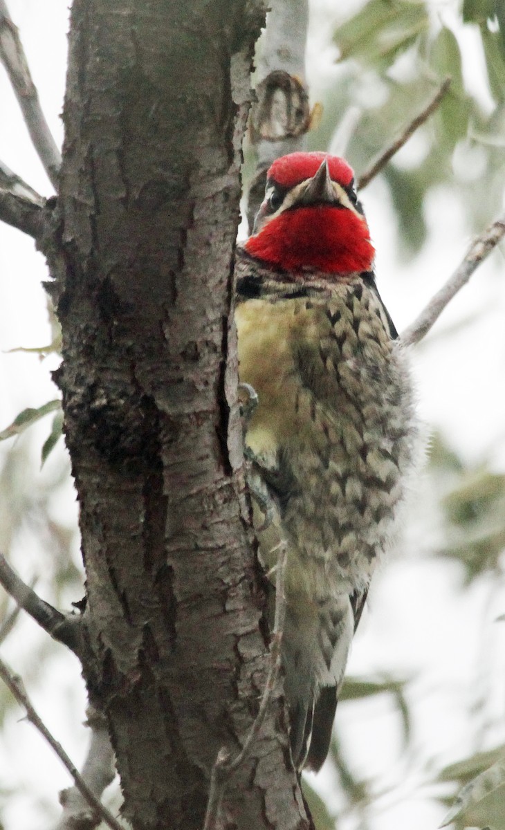 Red-naped Sapsucker - ML118449071