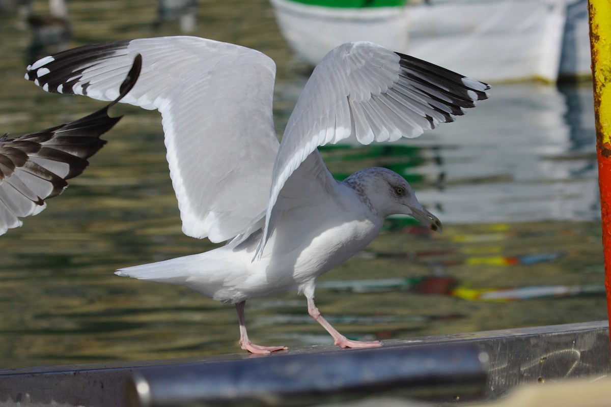 American Herring Gull - António Gonçalves