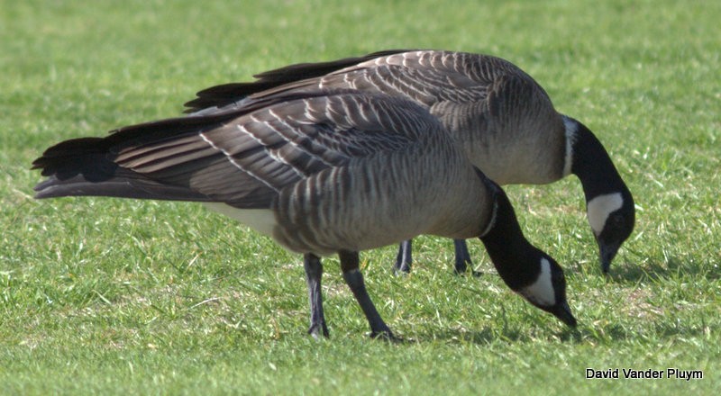 Cackling Goose (Aleutian) - ML118449901