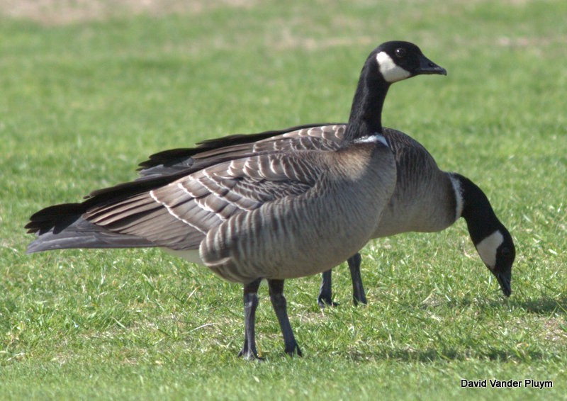 Cackling Goose (Aleutian) - ML118449911