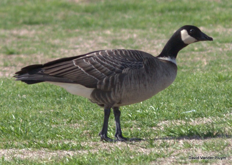 Cackling Goose (Aleutian) - David Vander Pluym