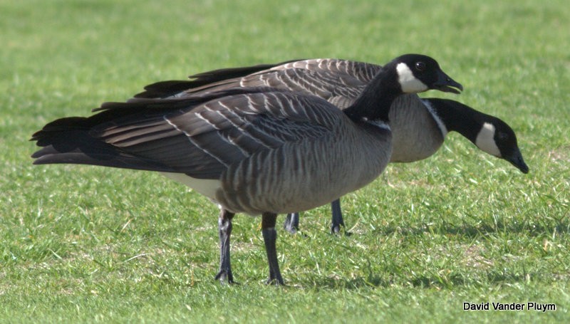 Cackling Goose (Aleutian) - ML118449941