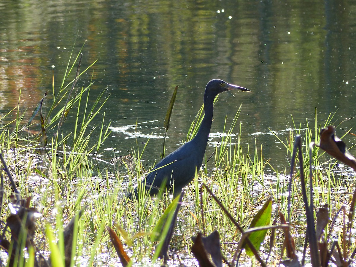 Little Blue Heron - ML118450261