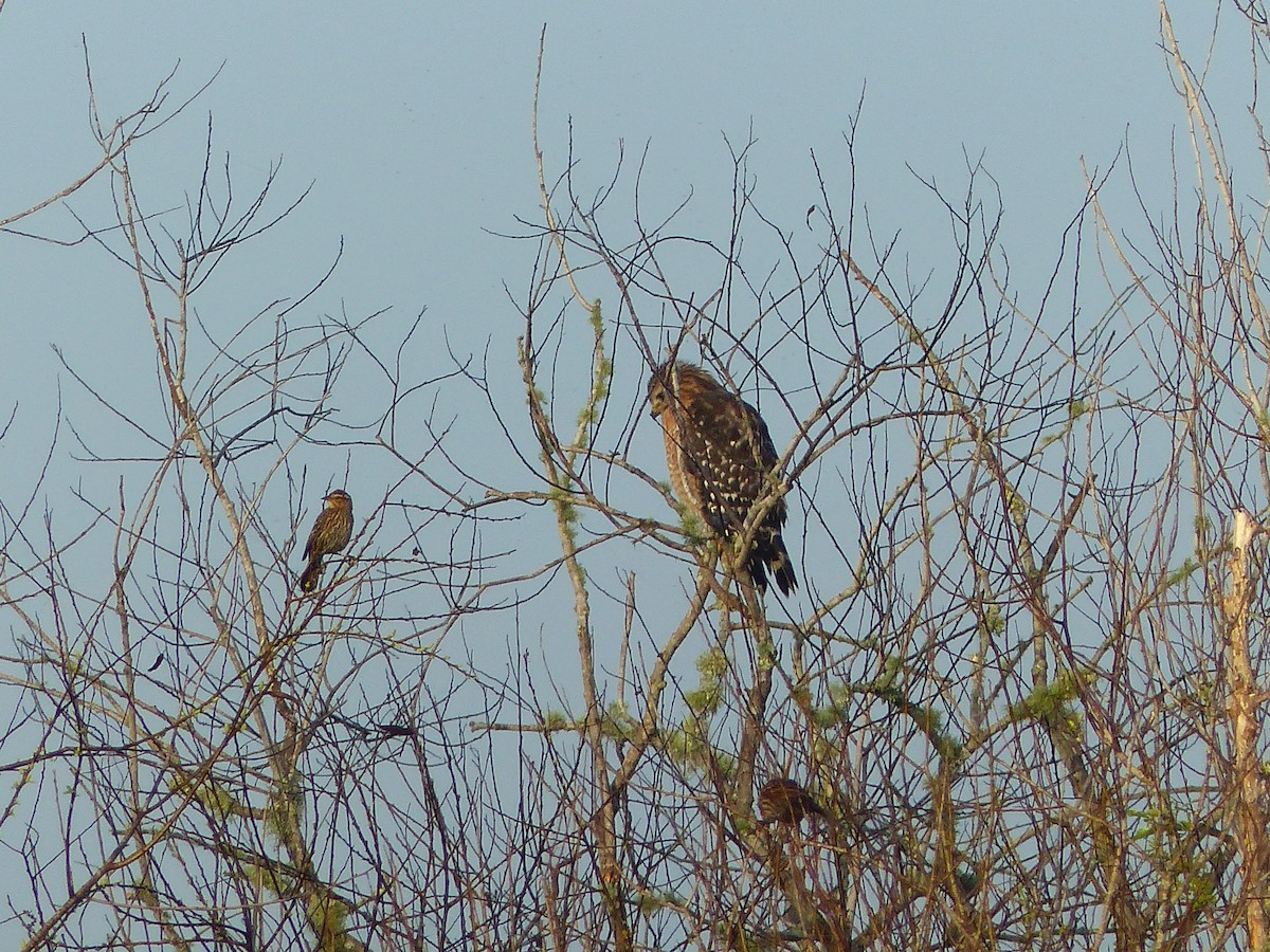 Red-shouldered Hawk - ML118451631