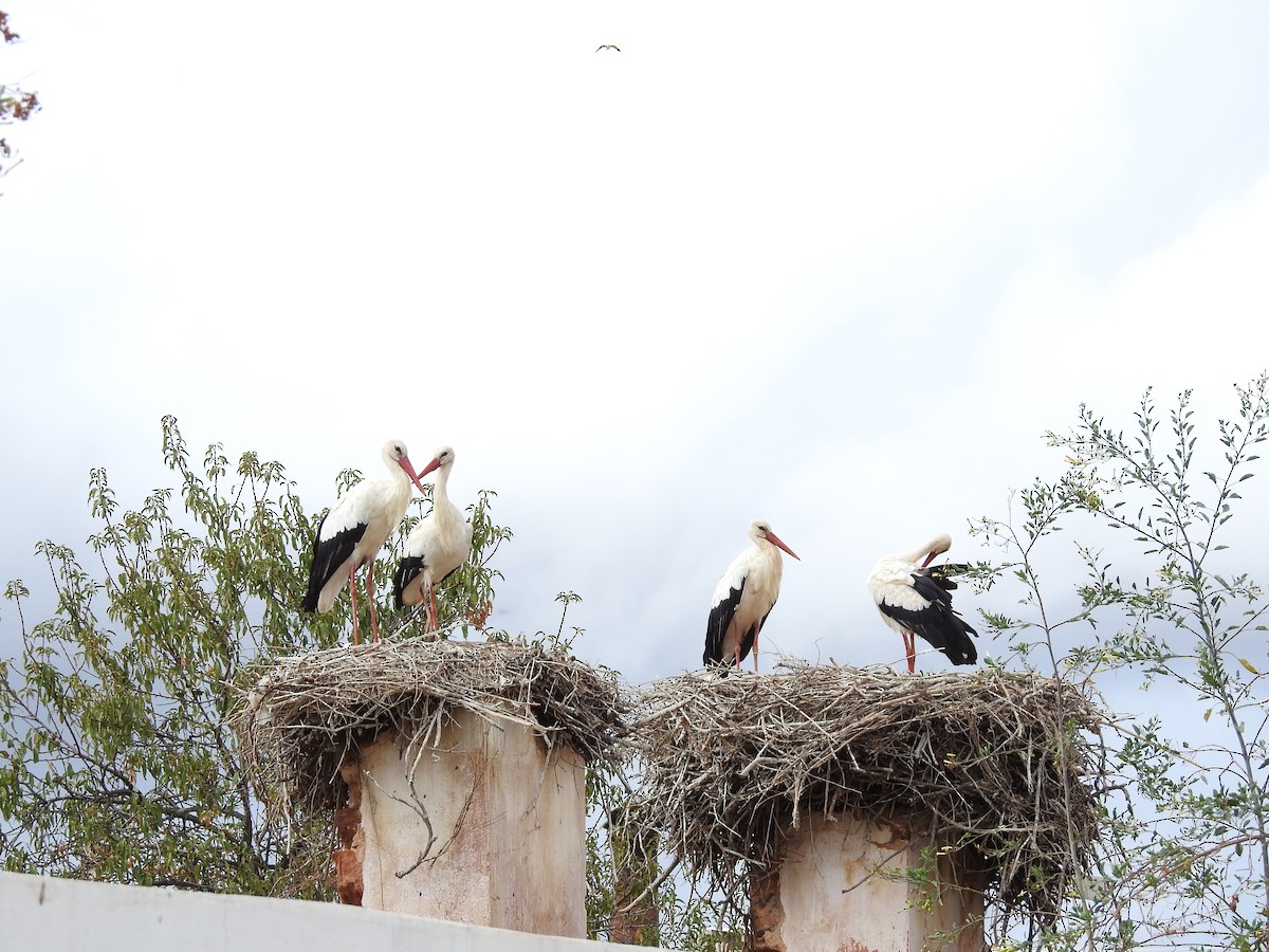 White Stork - Stephane Demers
