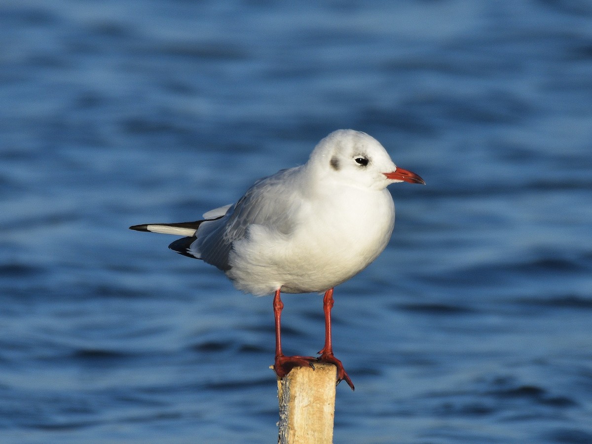 Black-headed Gull - ML118453091