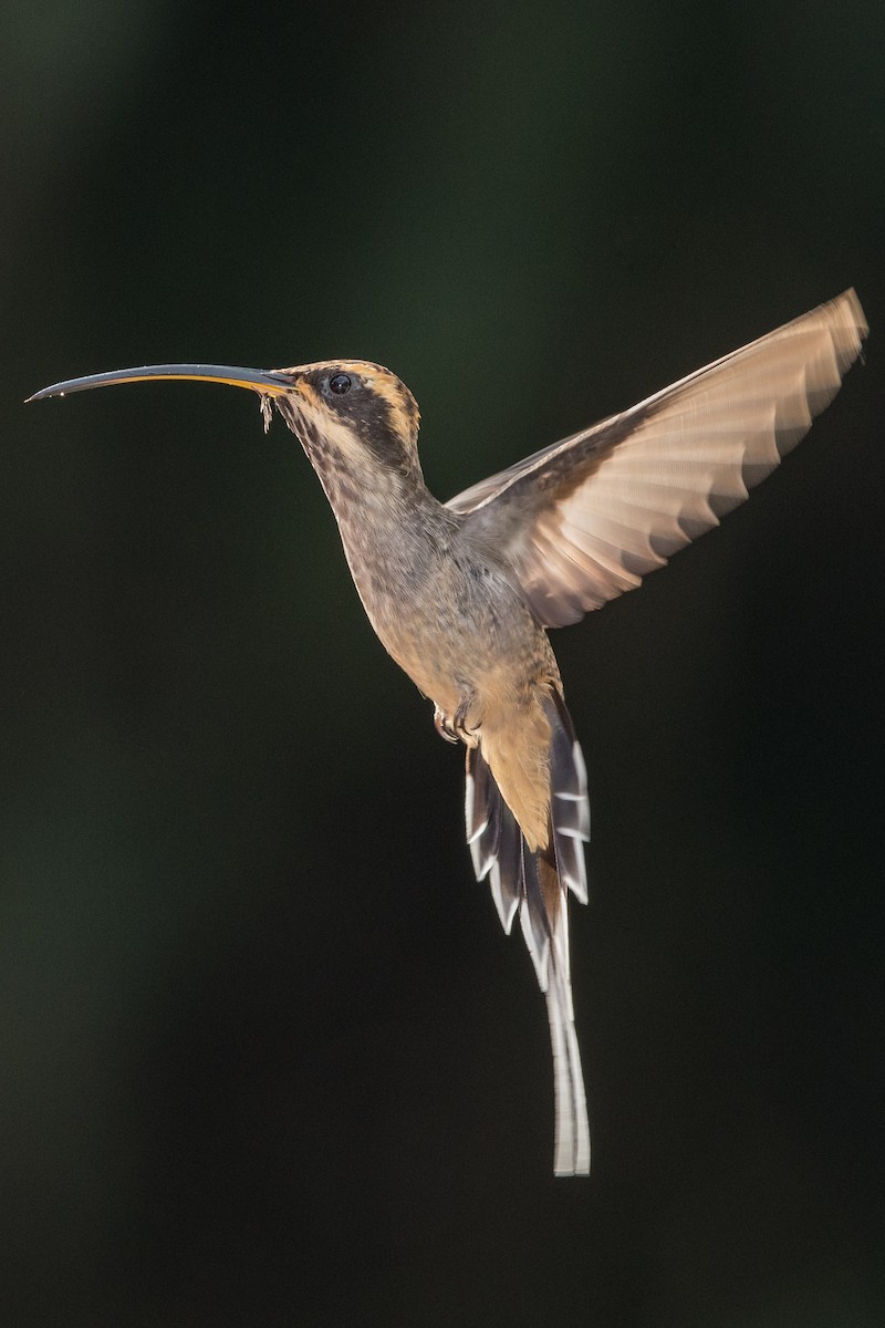 Scale-throated Hermit - ML118453171