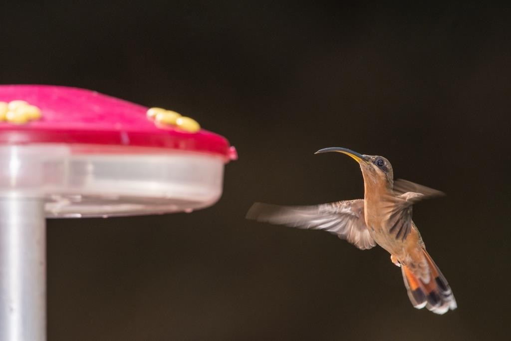 kolibřík ryšavoocasý - ML118453241