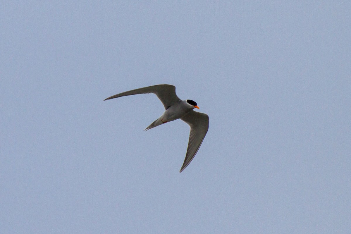 Black-fronted Tern - Tommy Pedersen